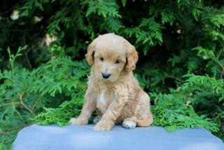 puppy, for, sale, Mini Golden Doodle F1, Matthew B. Stoltzfus, dog, breeder, Gap, PA, dog-breeder, puppy-for-sale, forsale, nearby, find, puppyfind, locator, puppylocator, aca